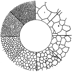 Austenite